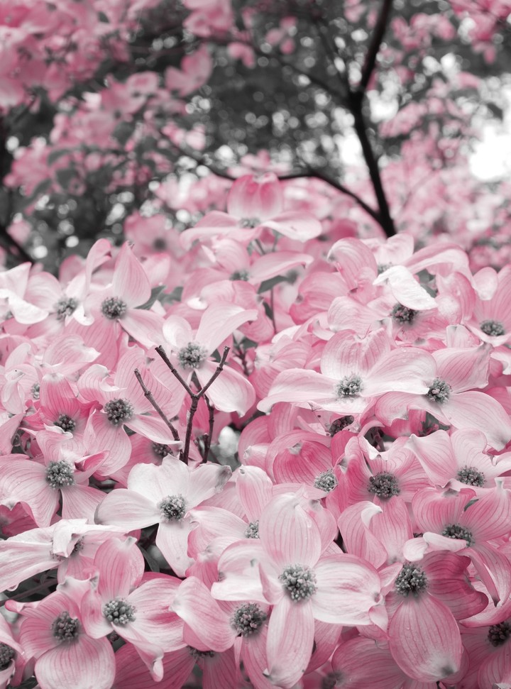 pink_flowers