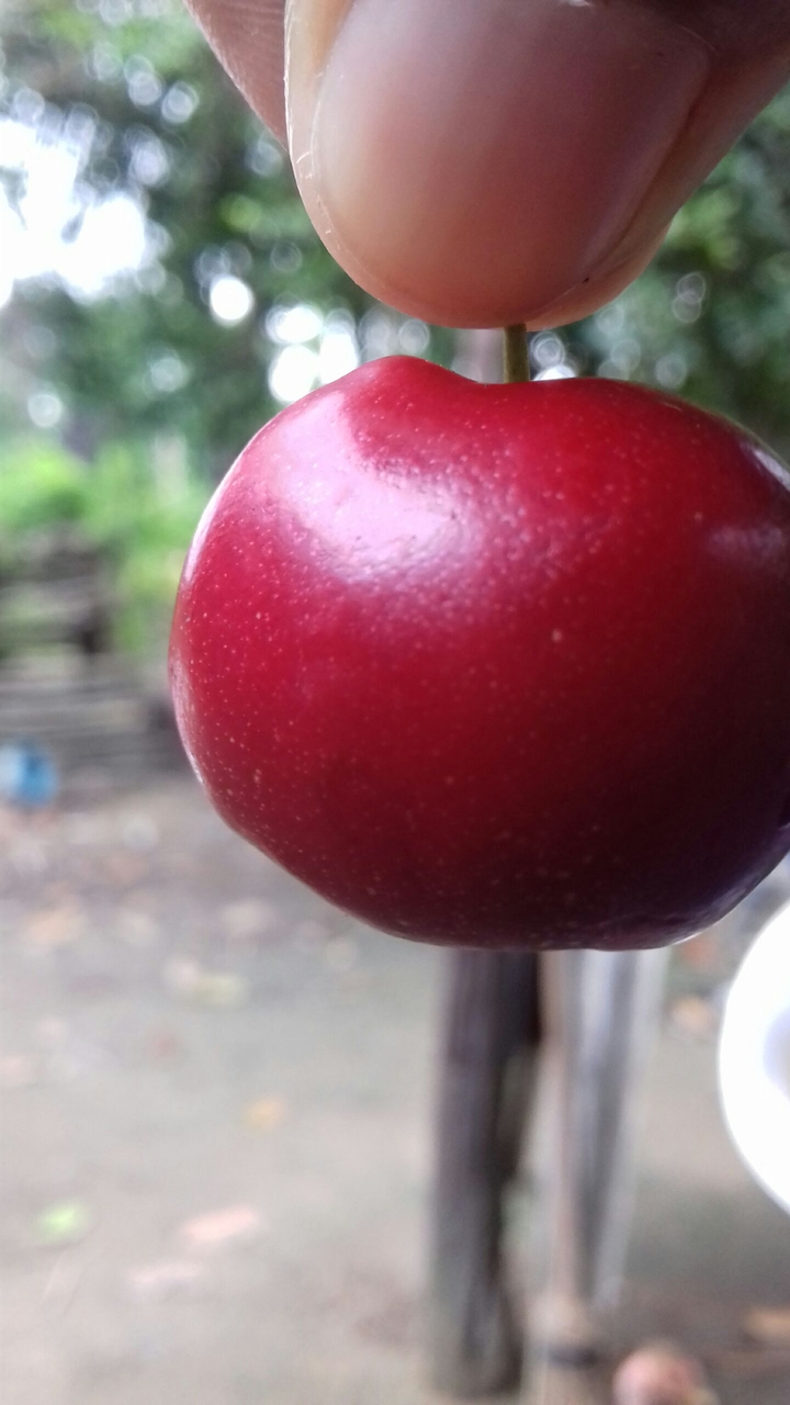 acerola