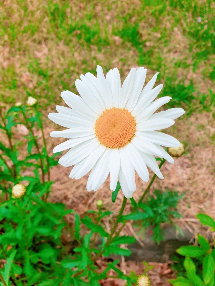 flower