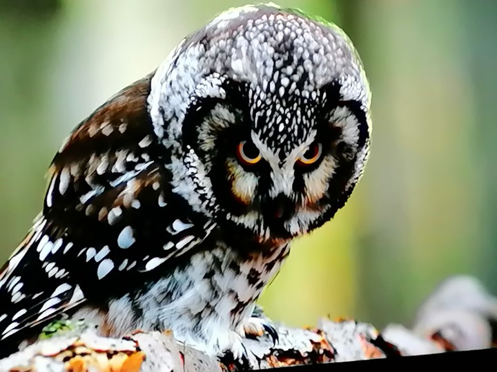 Owl