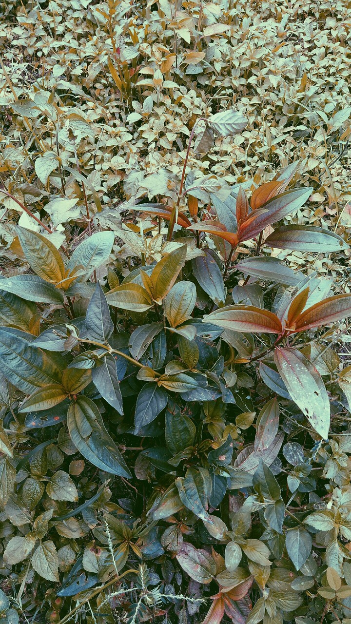 grass