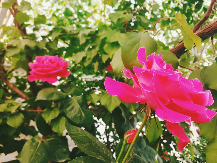 flower