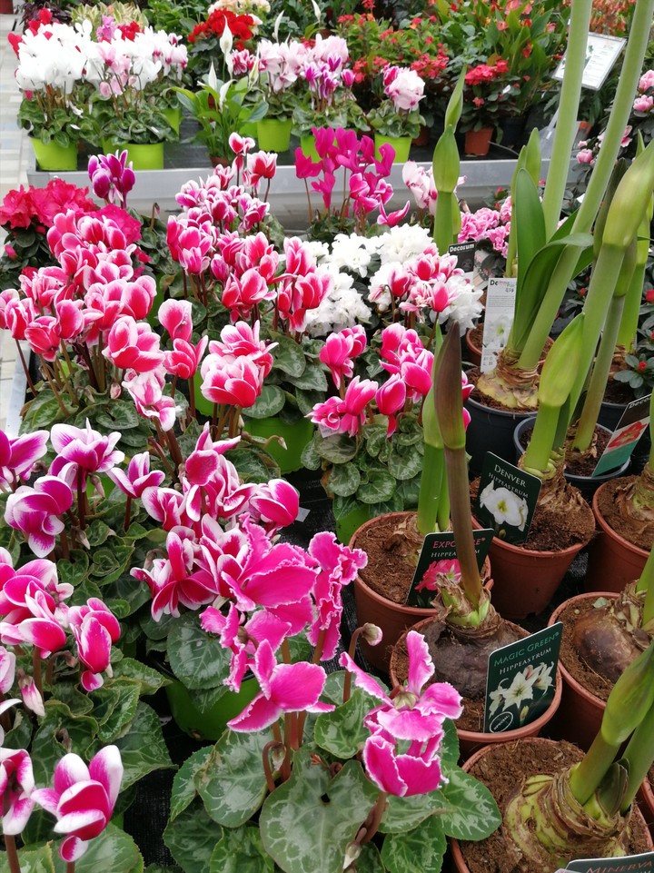 Blumen im Winter