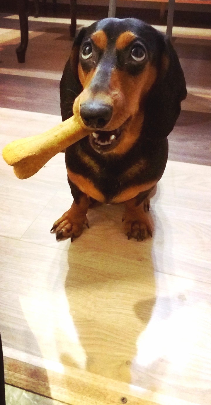 love dachshund, такса