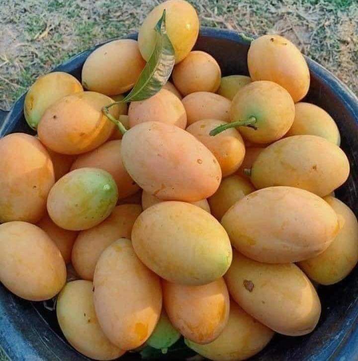 Vejam que delícia mangas excelente fruta.