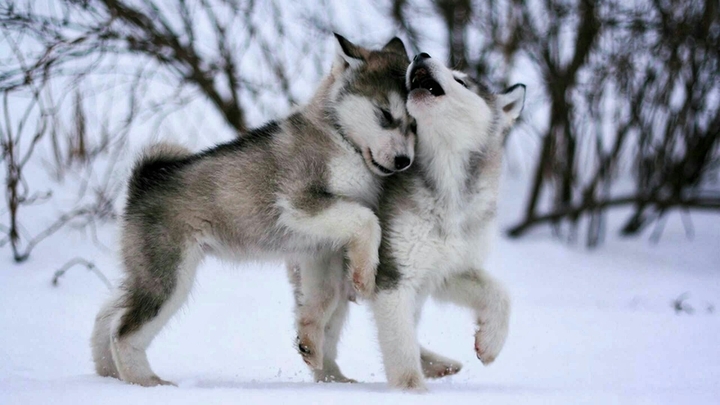 Puppy
