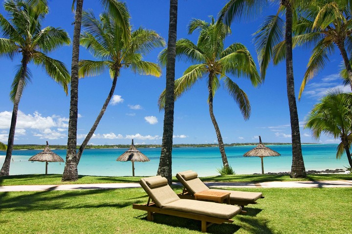 Palm trees
