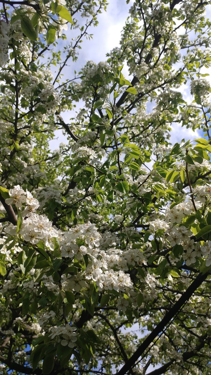 spring