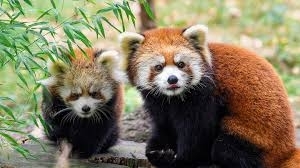 cute
