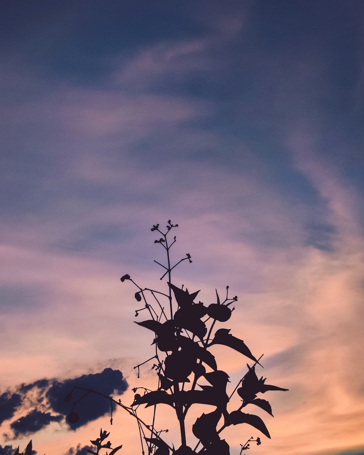 SOLACE