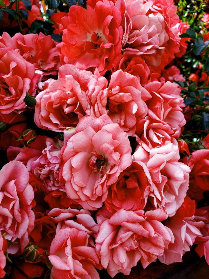 Amazing garden roses