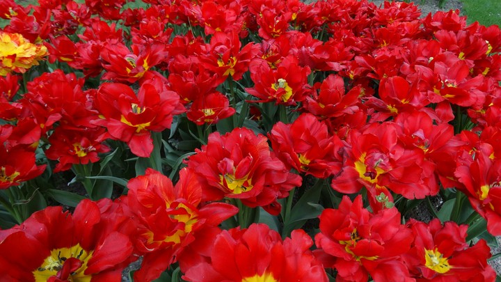 Tulipas