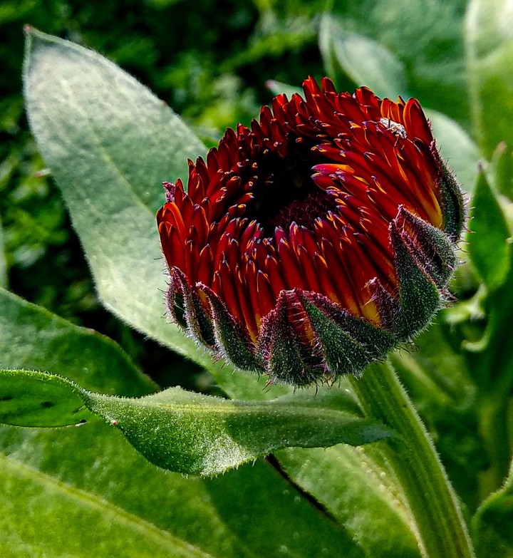 bud