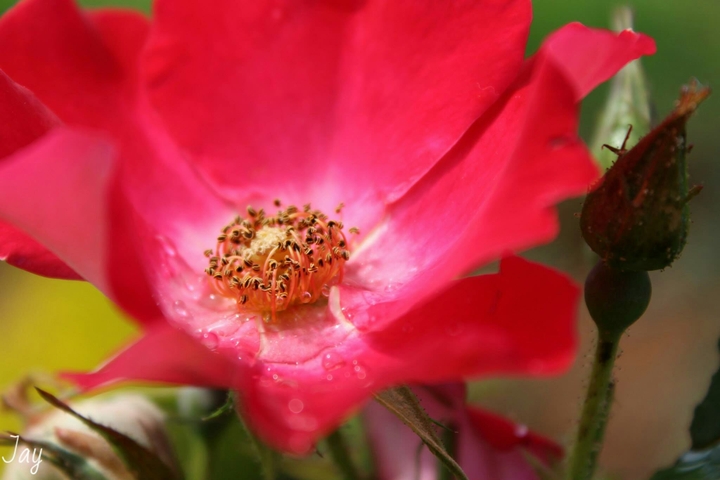 Red Flower