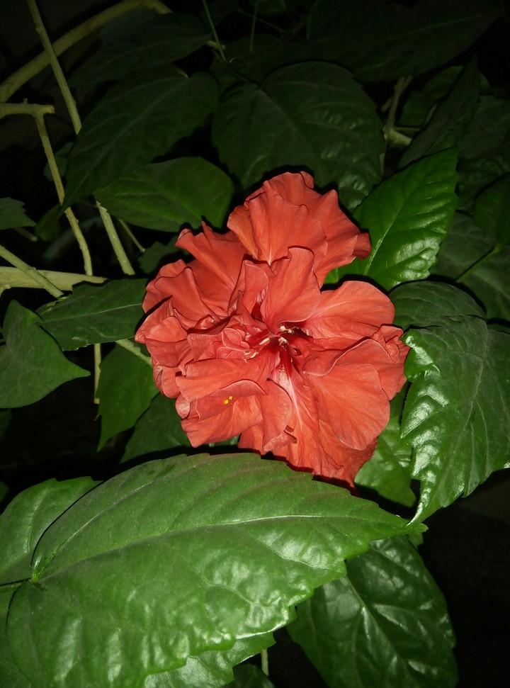 Gibiscus
