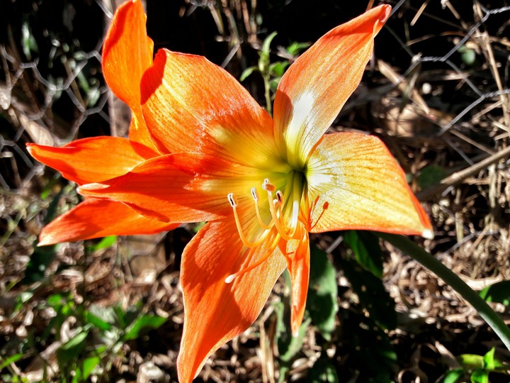 Lírio Flower