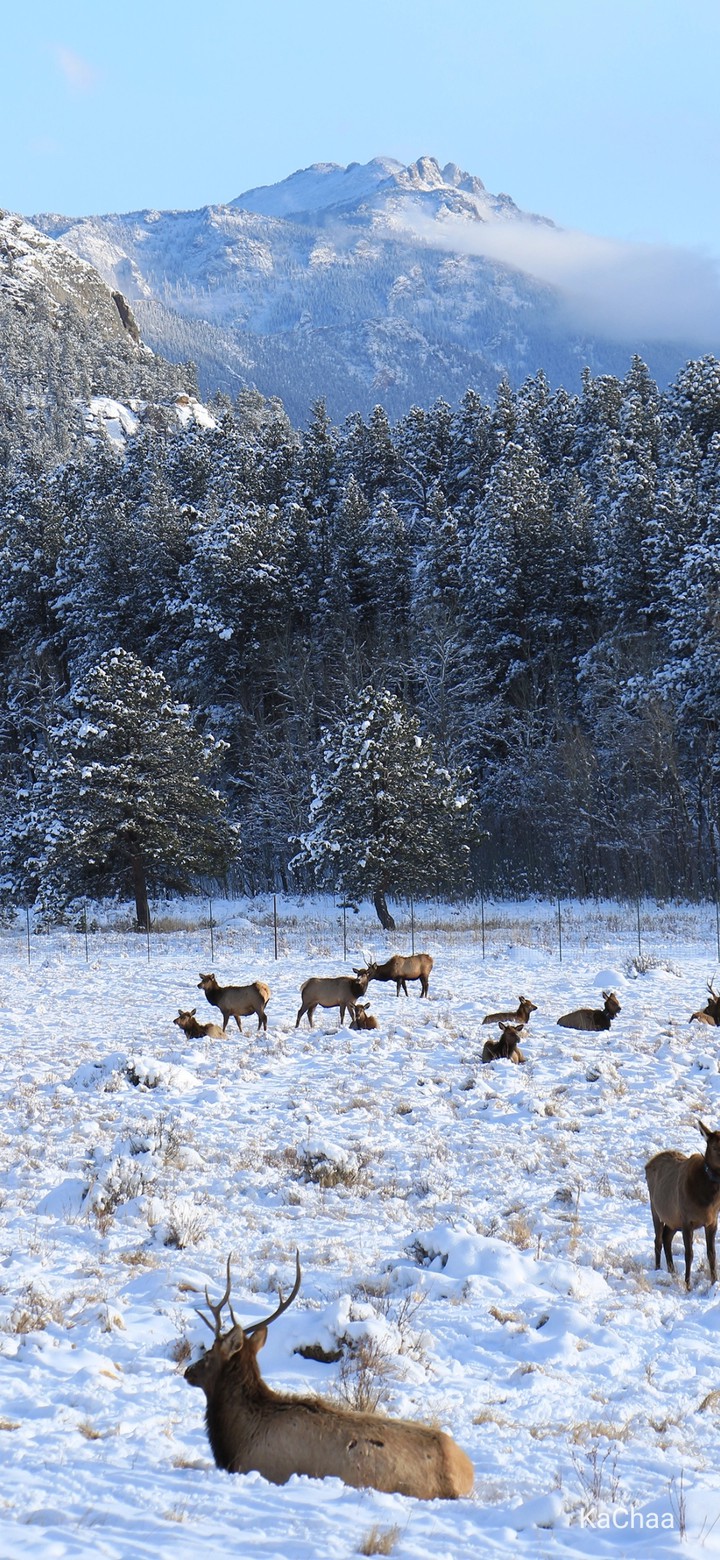 Frost