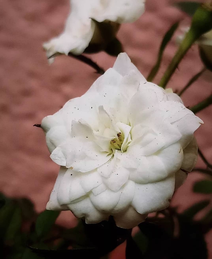 Whiter then white