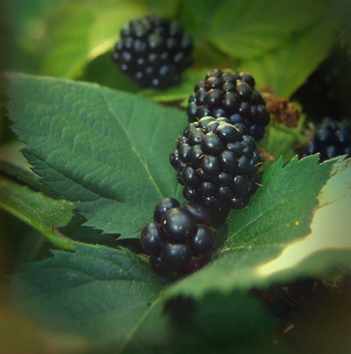 blackberry