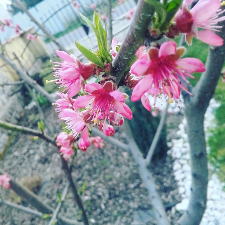 pink