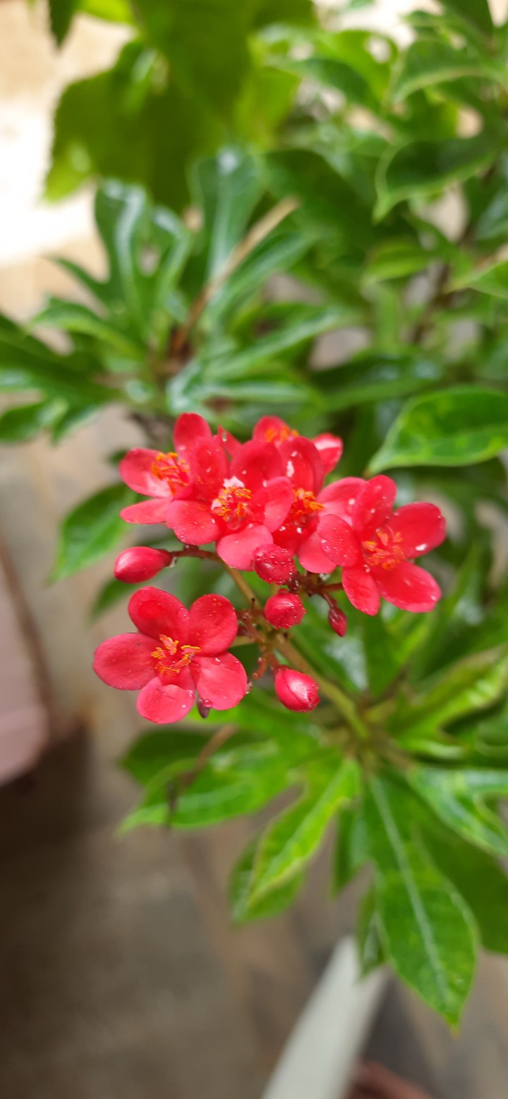 red