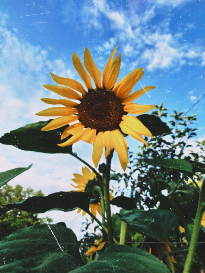 sunflower