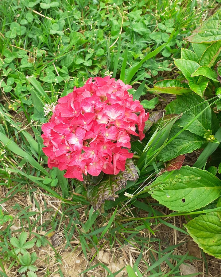 beautiful hydrangea