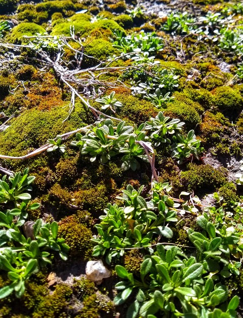 Ground Cover
