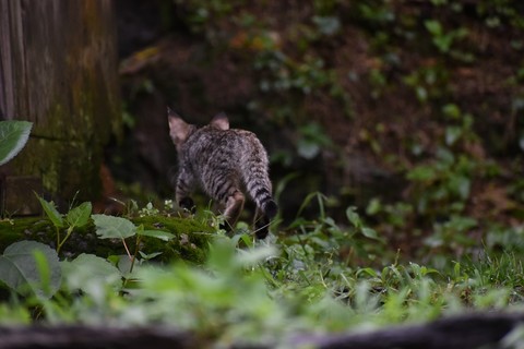 kitty far from city