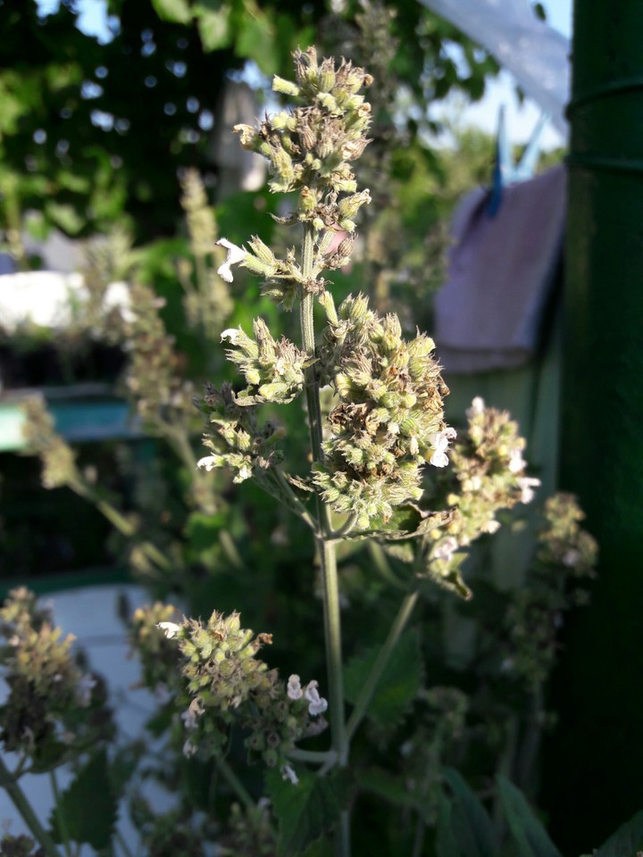 plant