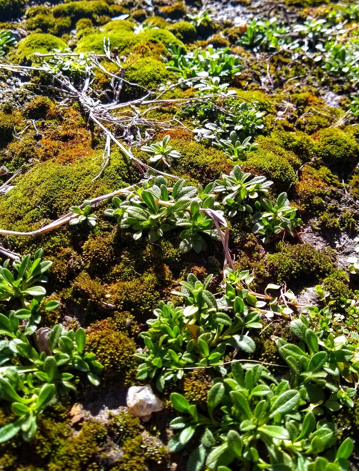 Ground Cover