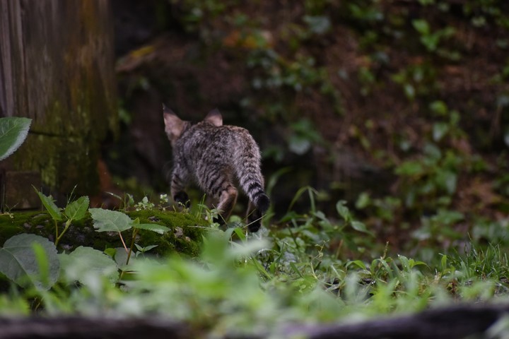 kitty far from city