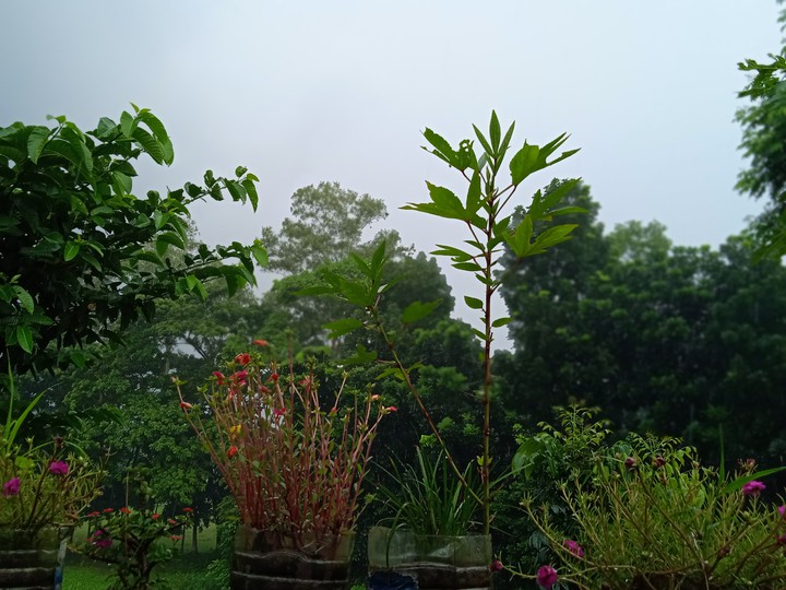 rainy season
