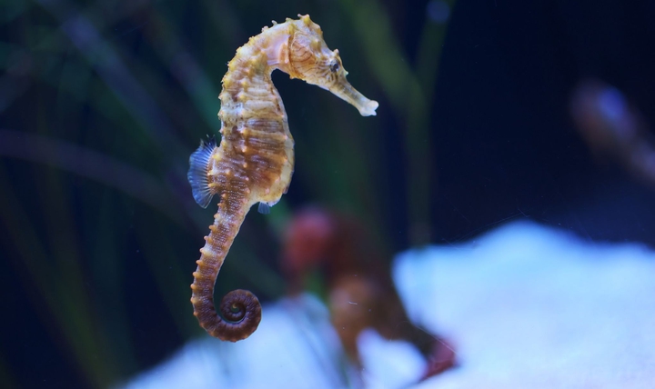 Seahorse