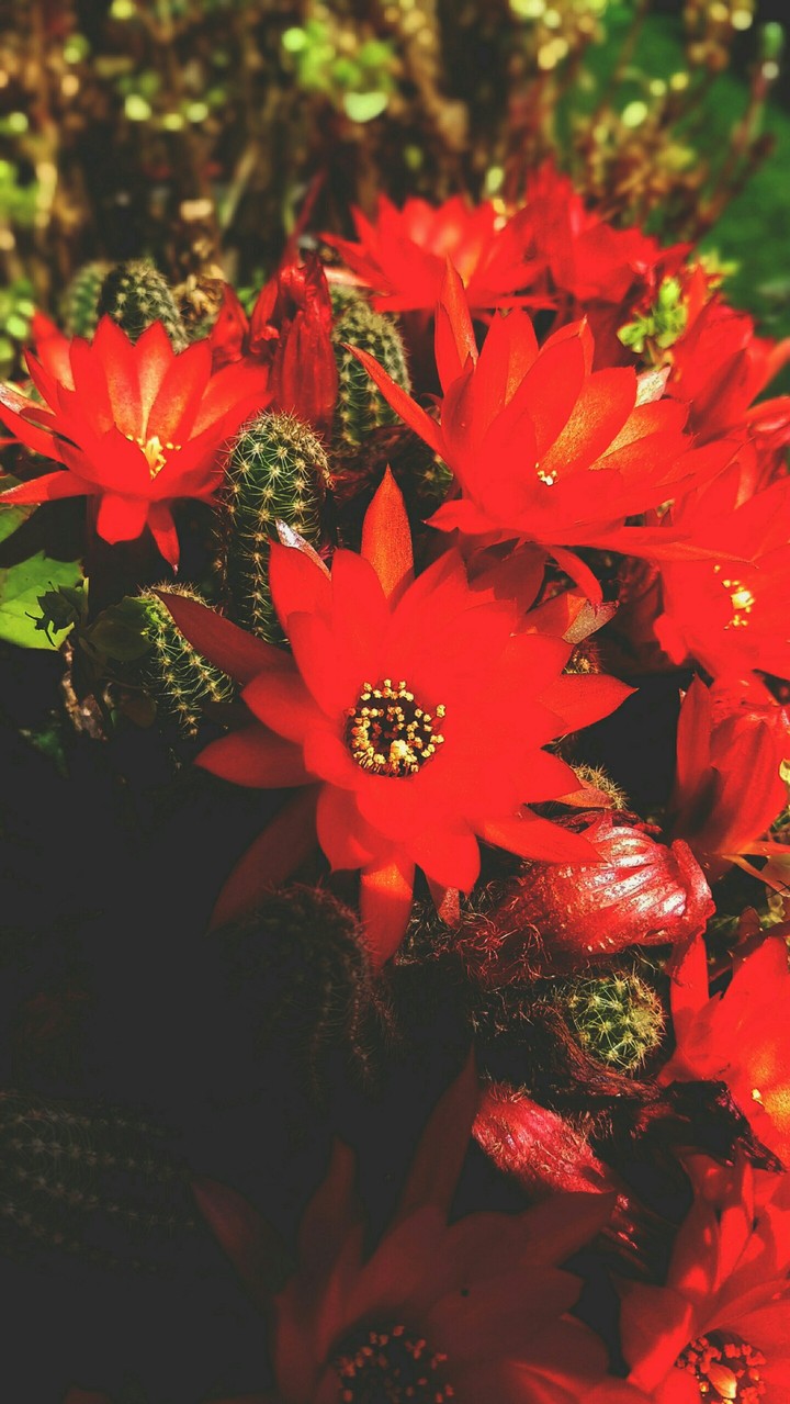 Flowers in love