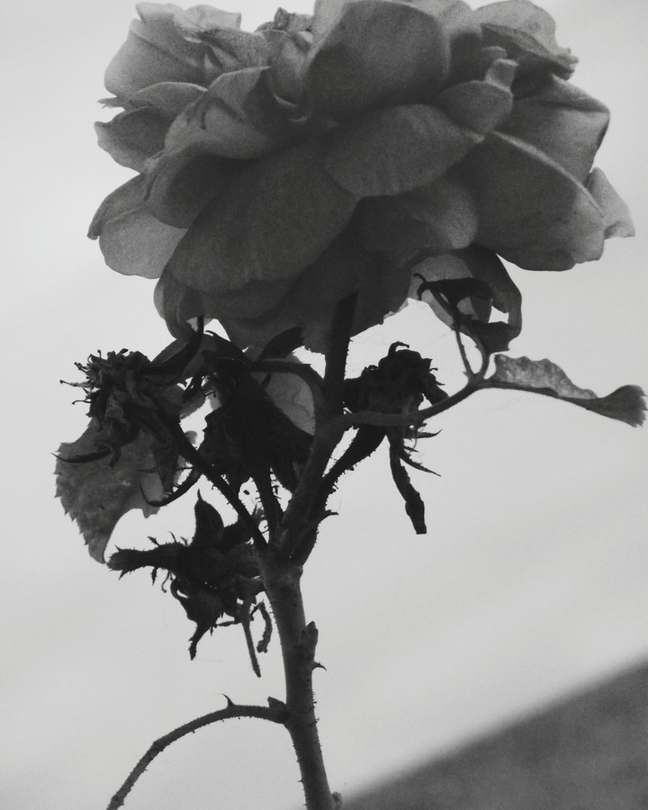 black and white rose