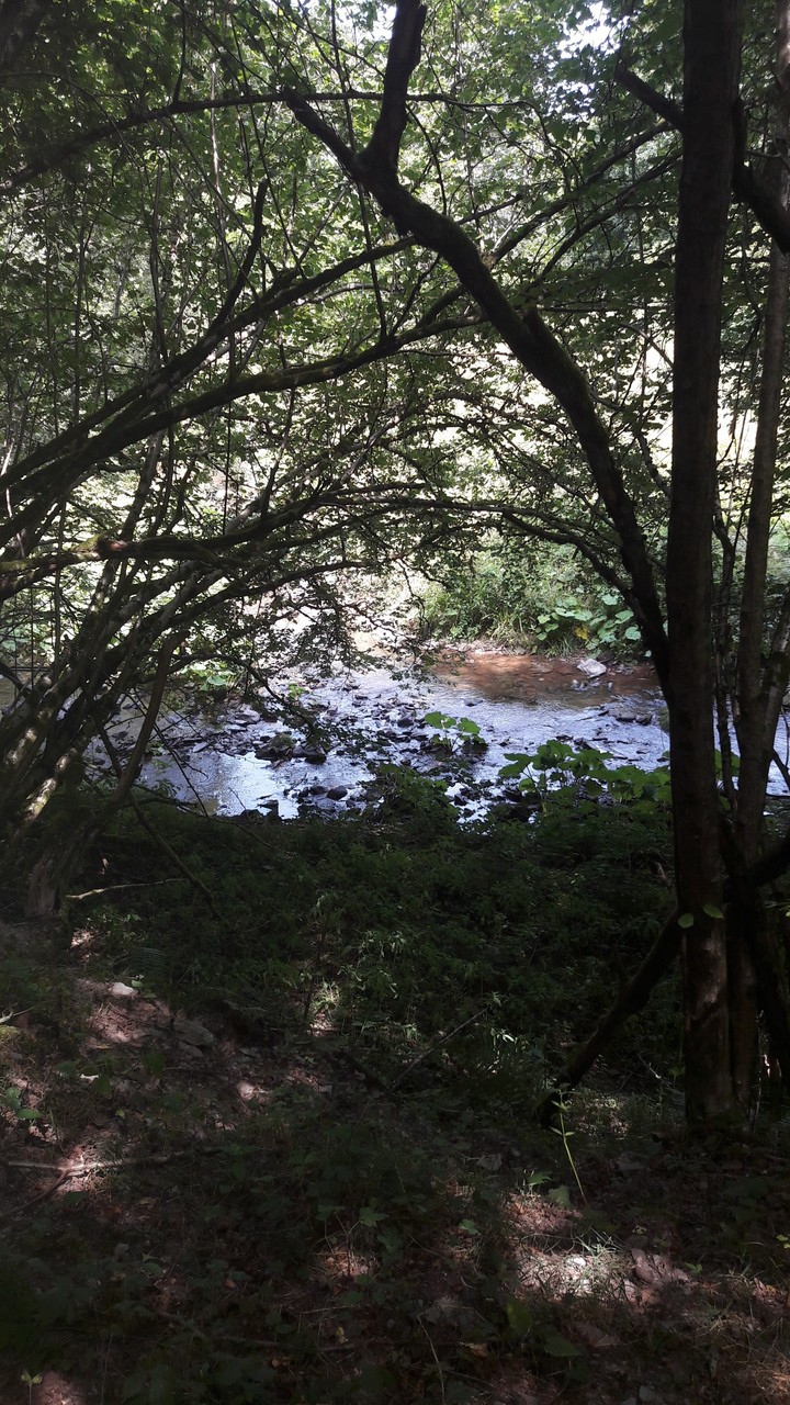 Wald