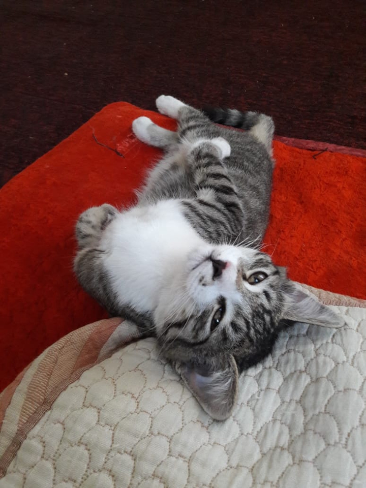 my kitten