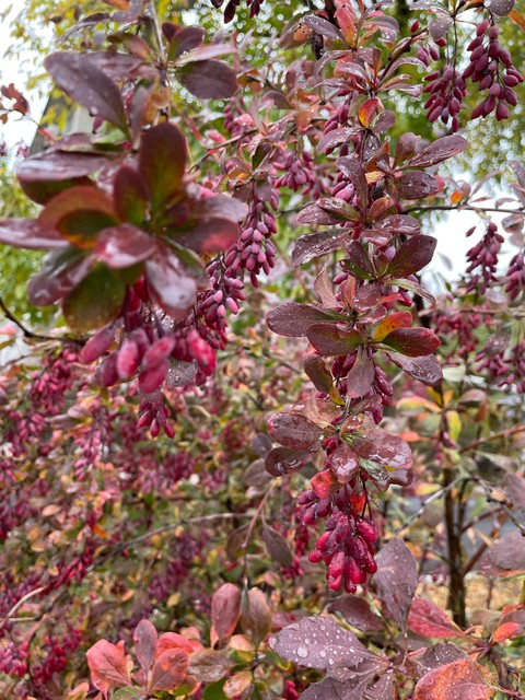 Mahonia