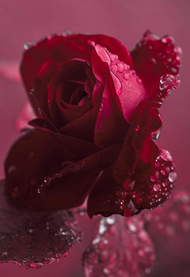 Rose drops