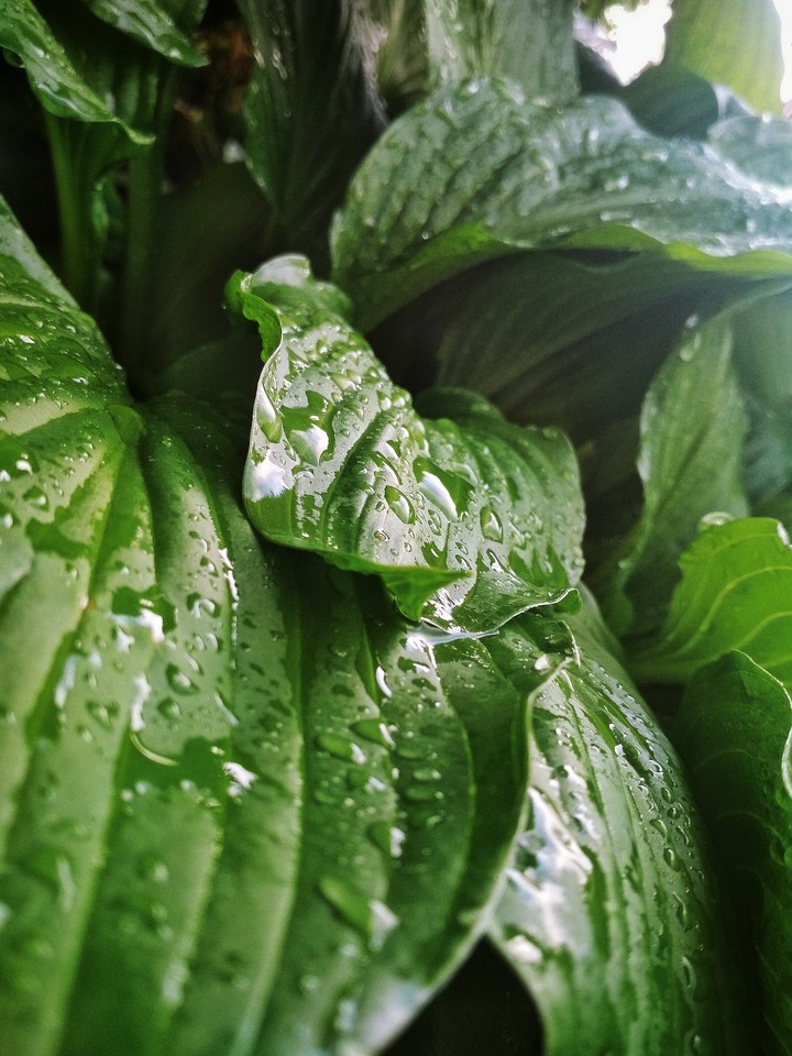 Wet after rain