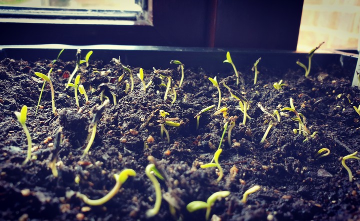 marigolds