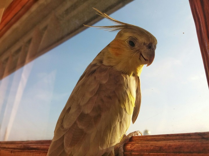 Parrot