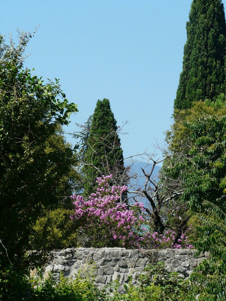 Blooming Pitsunda
