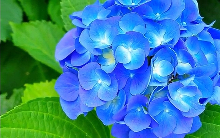expensive flower