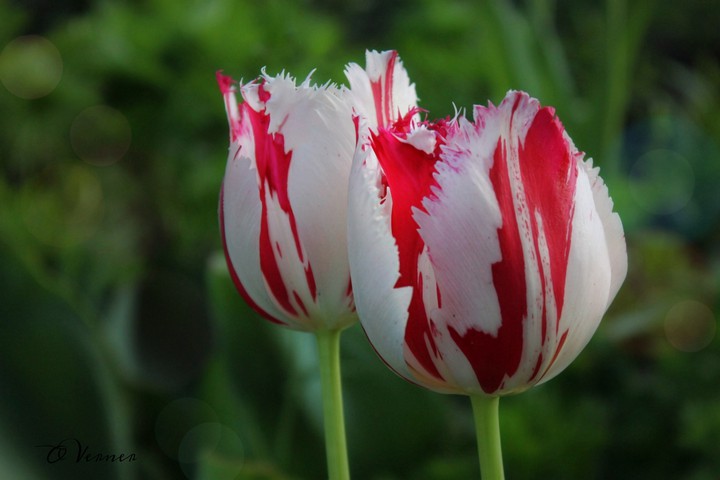 O.V. ❤️ from my garden