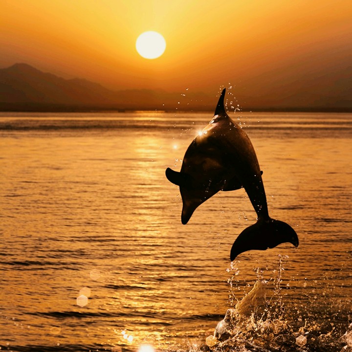 dolphin