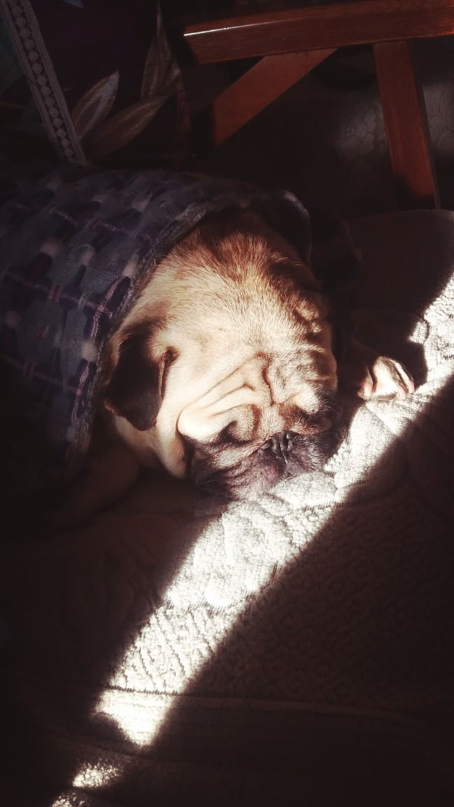 A warm nap