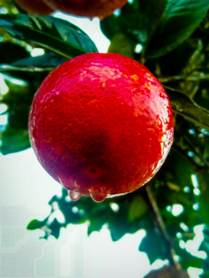 red orange