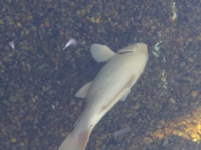 fish